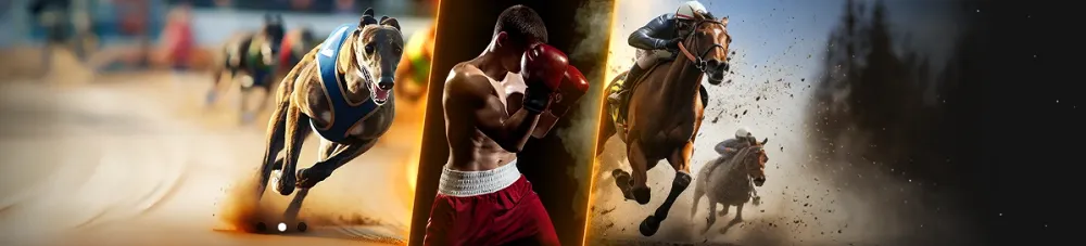 Sports Virtuels avec courses de lévriers, boxe et courses de chevaux illustrant l’intensité des paris en ligne